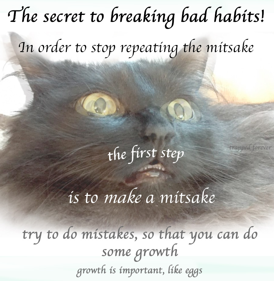 The Meme Kitten shows us how to break a bad habit!